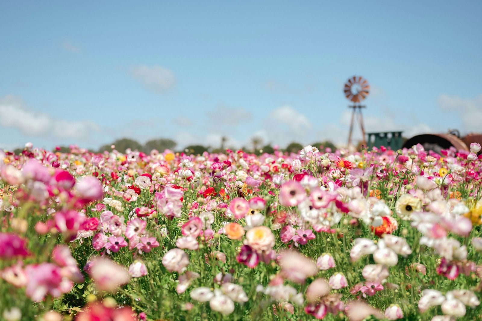 Rows of ranunculus blooming above the Carlsbad coastline