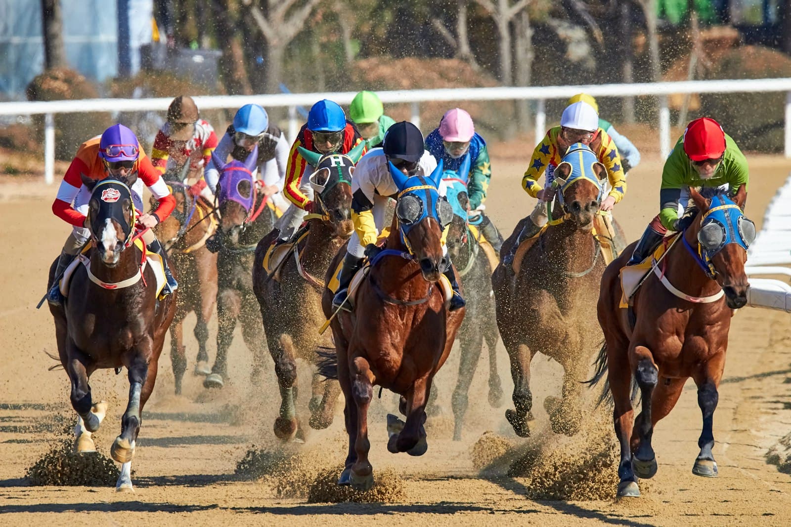 A field of thoroughbreds and jockeys in coloured silks running on a dirt track