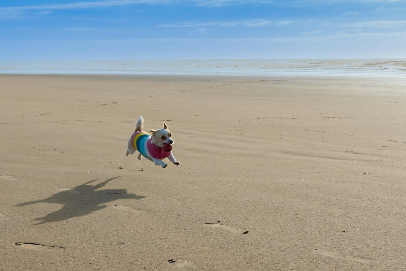 A dog running through shallow water at a San Diego dog beach