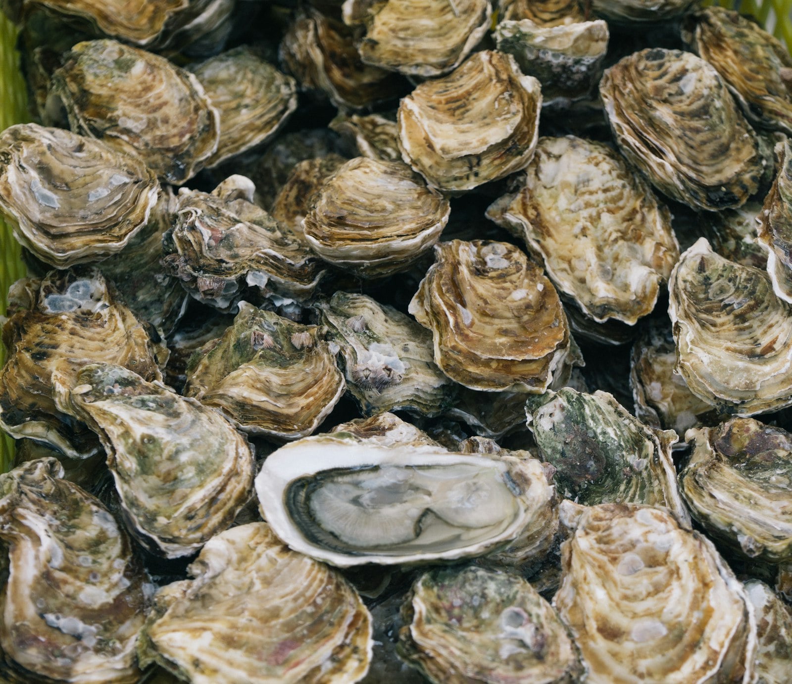A dozen raw oysters on crushed ice with lemon and mignonette