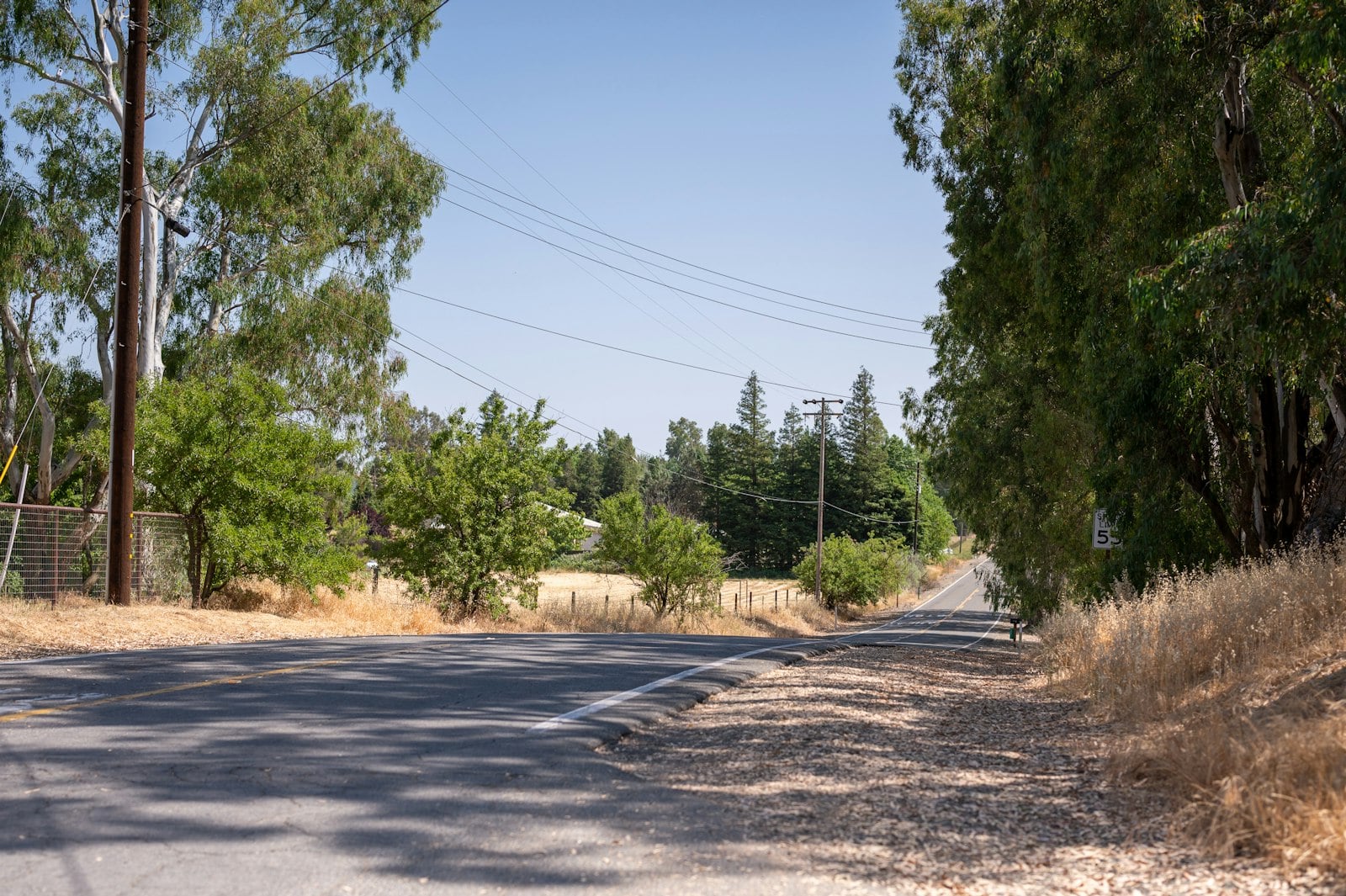 An empty two-lane road running between rows of tall trees