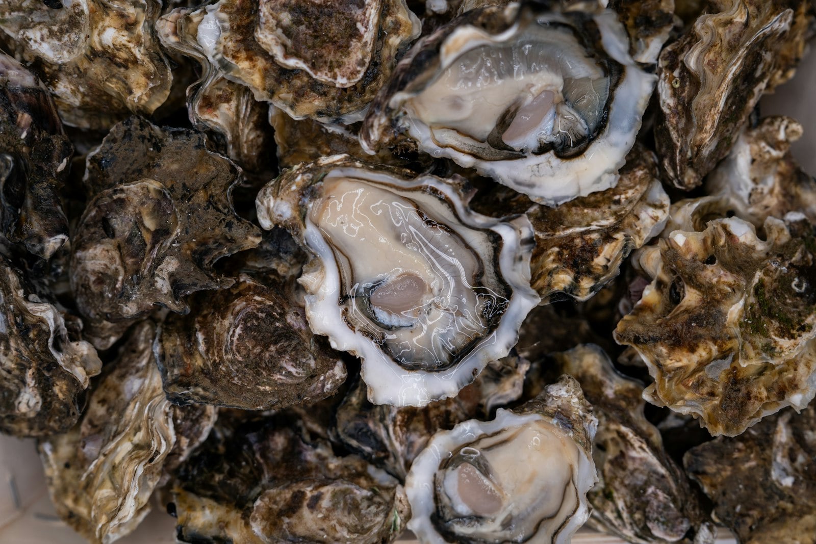 Fresh seafood dishes on a San Diego table