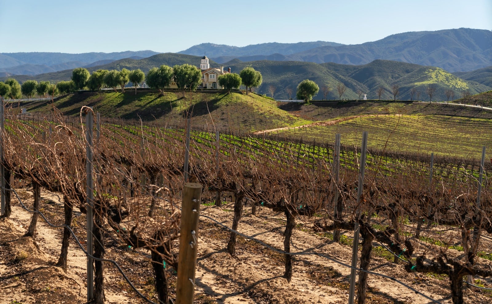 Rows of vines on rolling hills in Temecula Valley wine country at golden hour