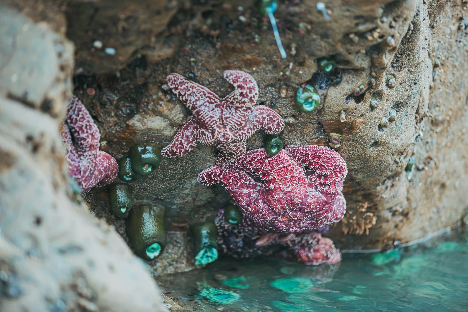 Exposed San Diego tide pools at a safe low tide
