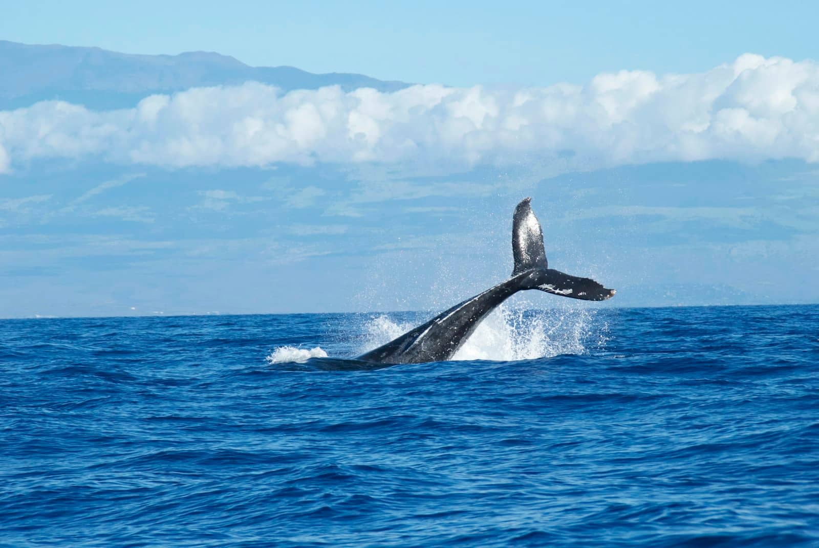 A whale lifting its tail above blue ocean water