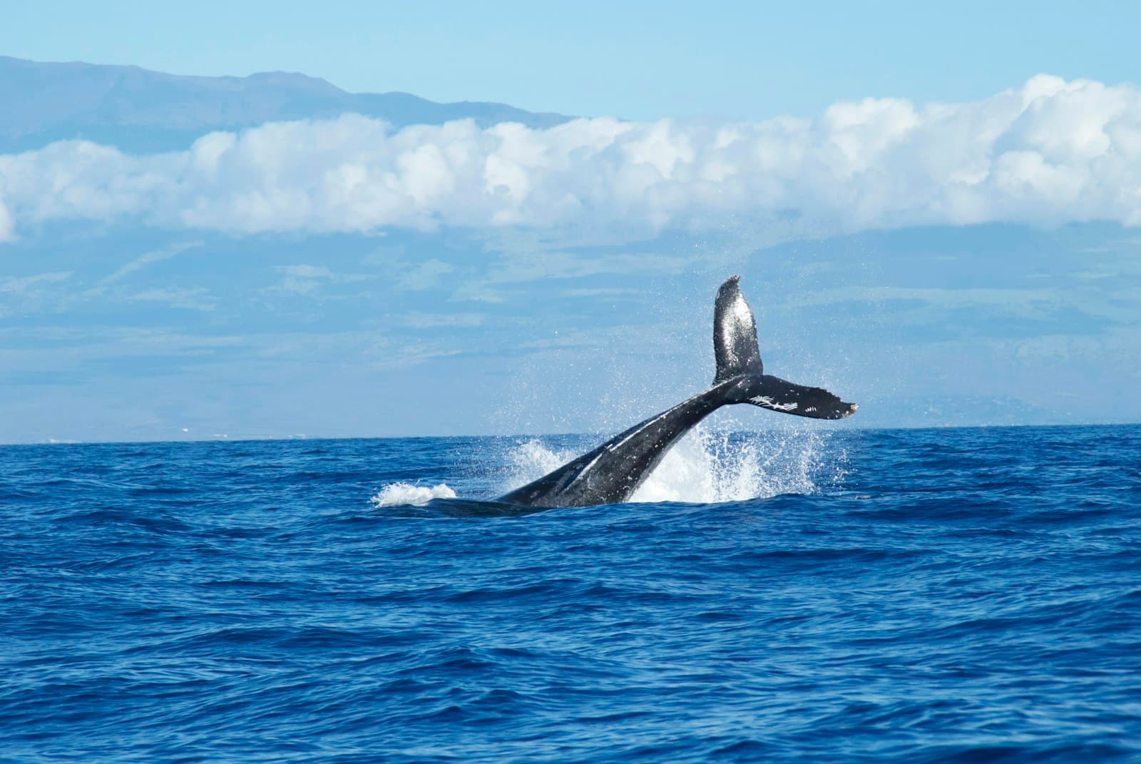 A whale lifting its tail above blue ocean water