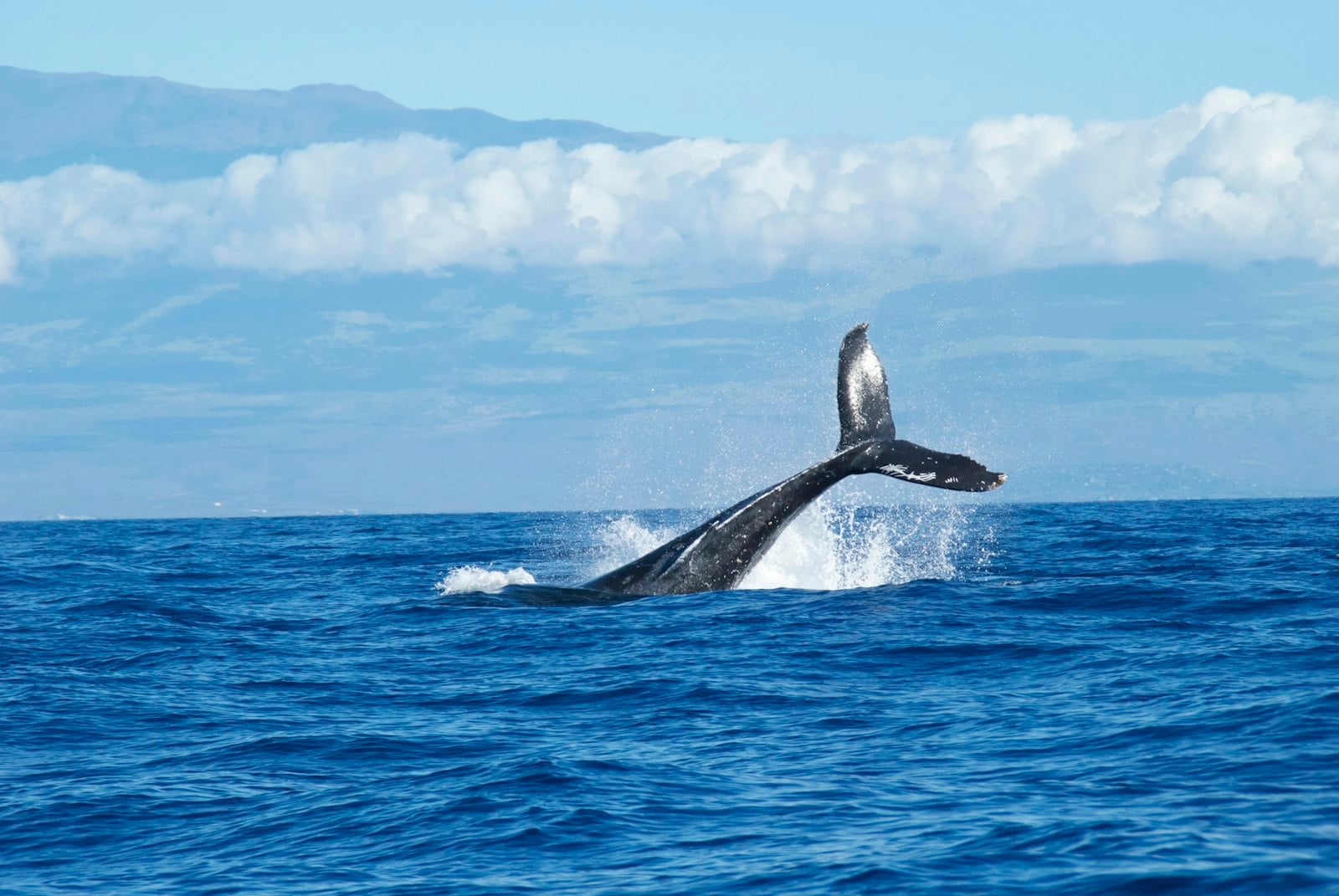 A whale fluke above the Pacific off San Diego