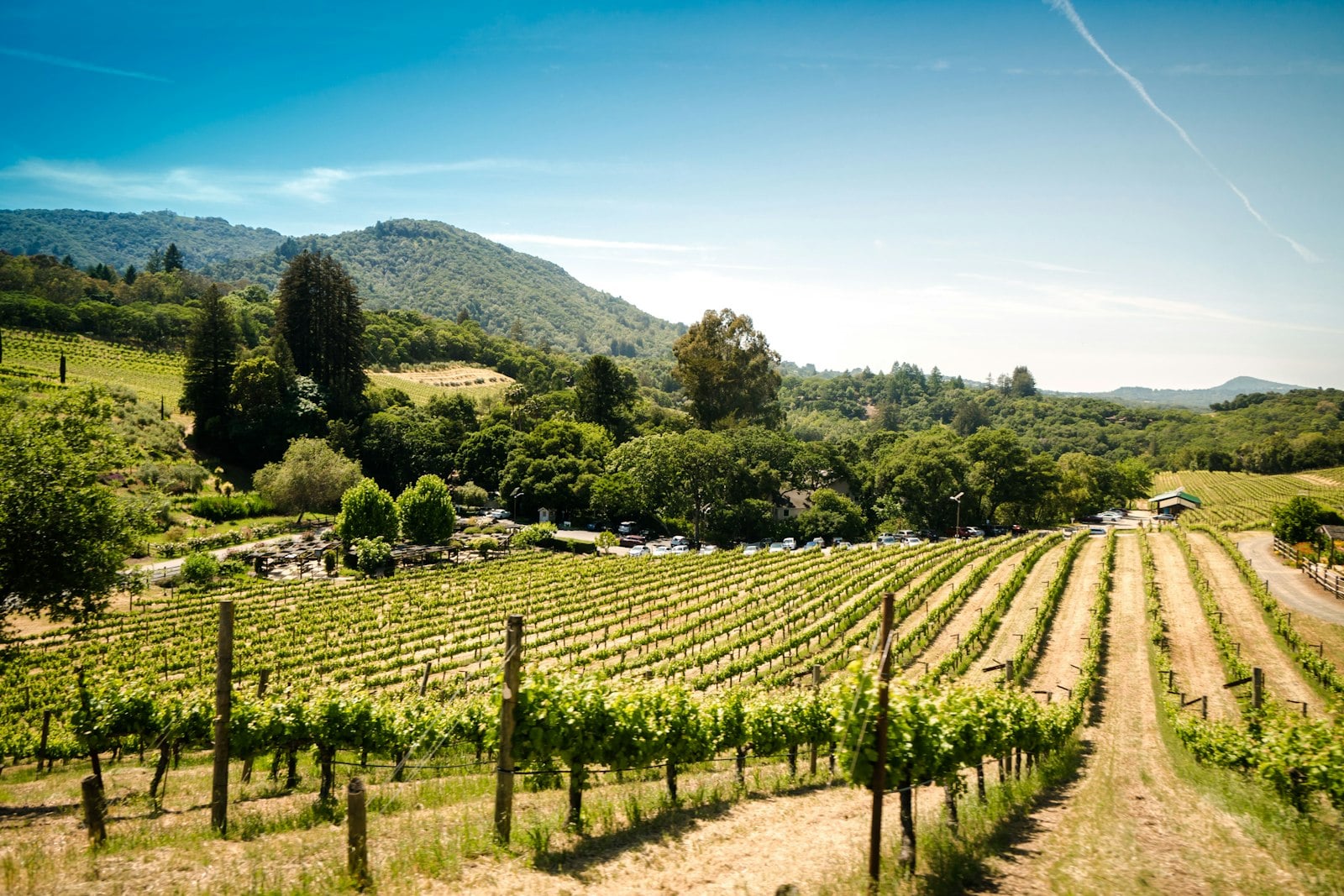Rows of vines running across a dry inland hillside