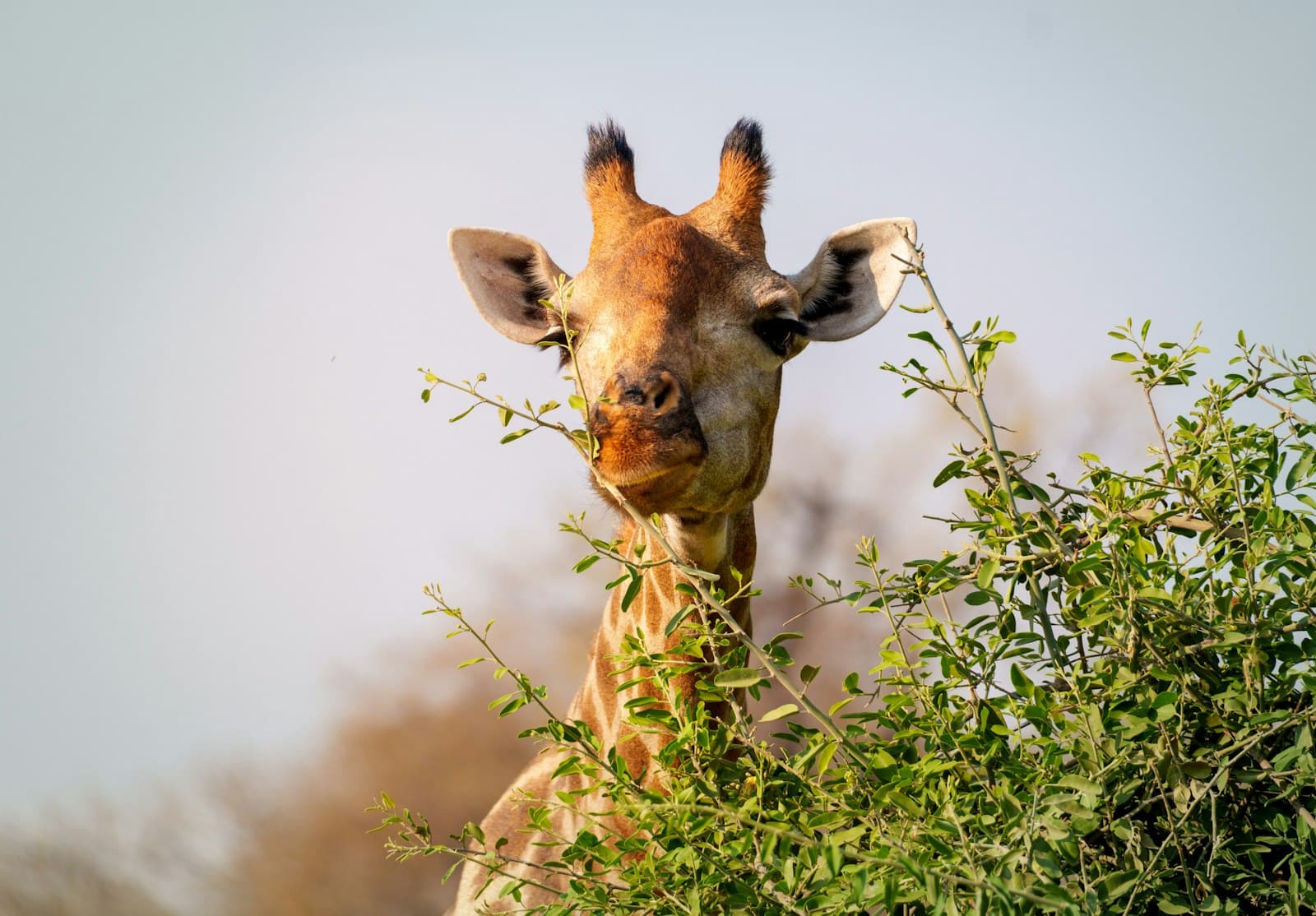 A giraffe feeding at the edge of an open savanna habitat