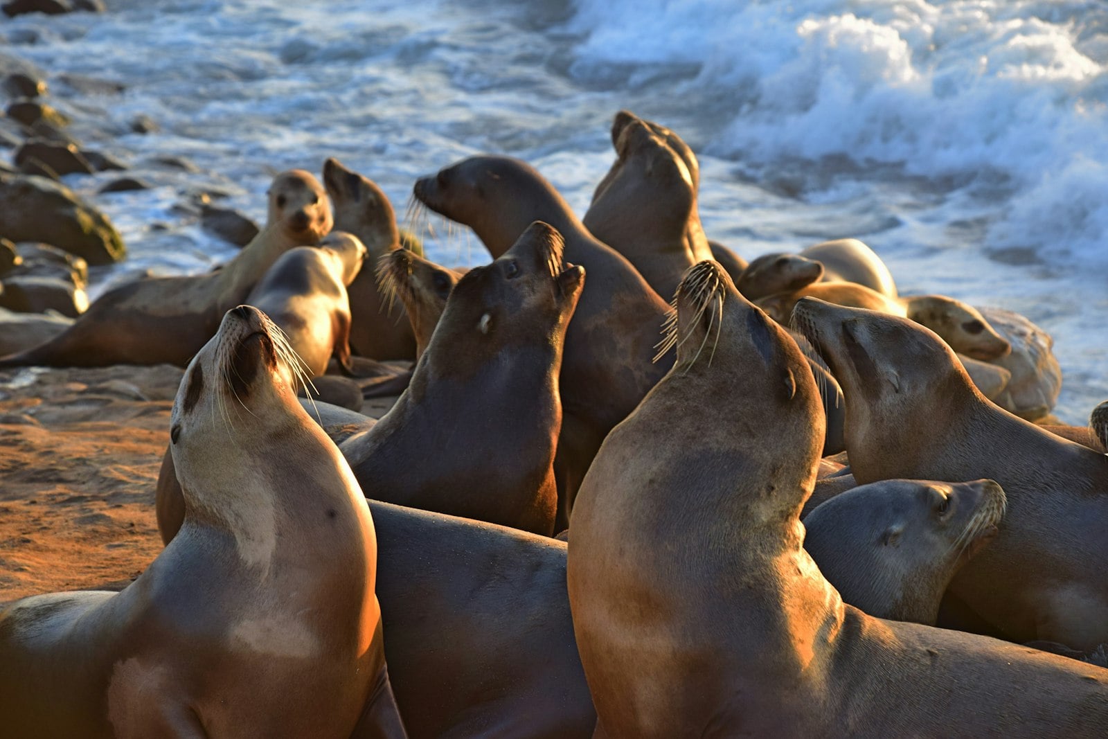 Sea lions viewed from the public walkway above La Jolla's rocky coast