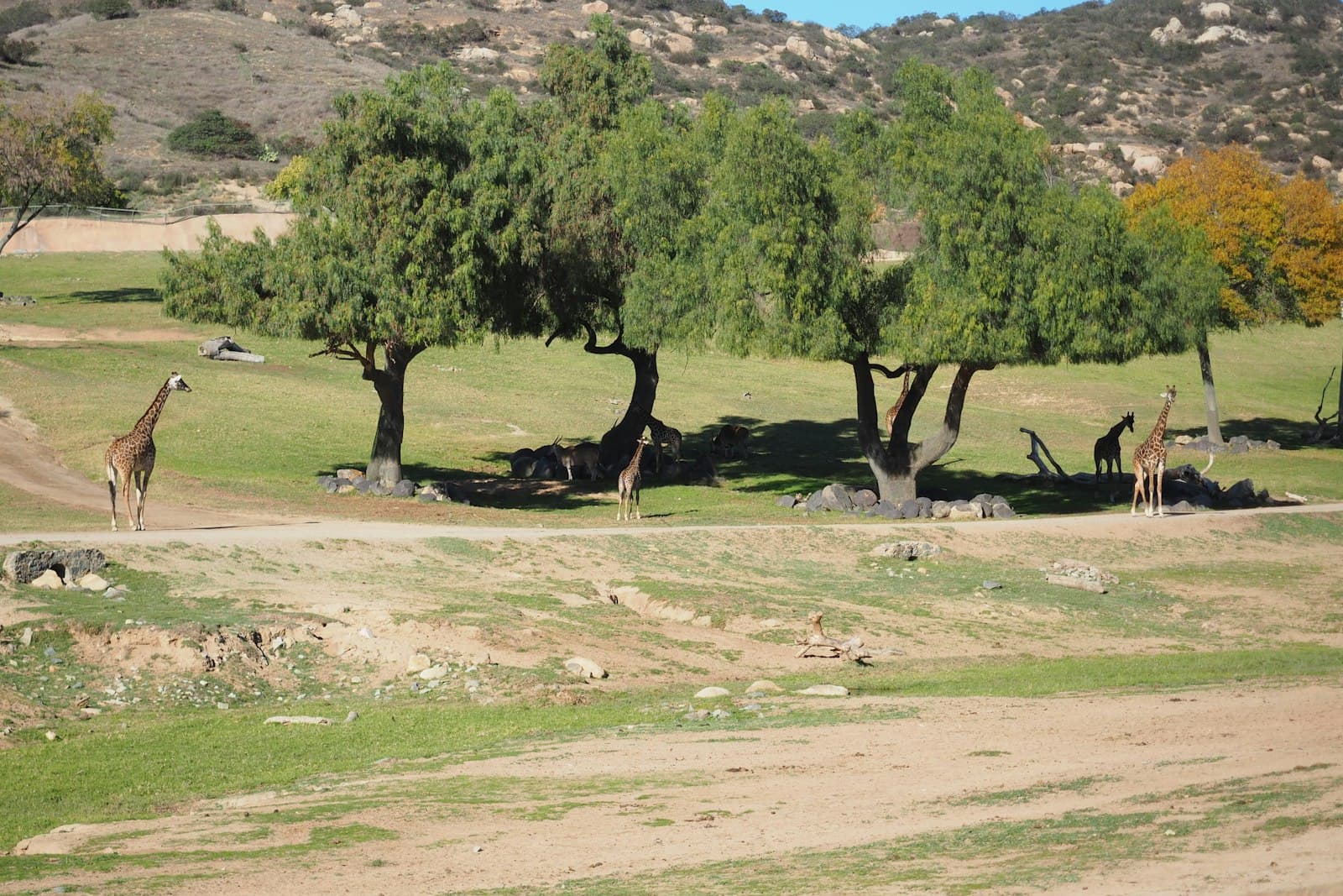 Giraffes grazing under scattered trees on open grassland ringed by dry hills